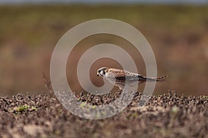 Female American kestrel bird, Falco sparverius